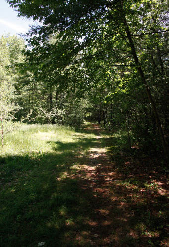 Walk Walden