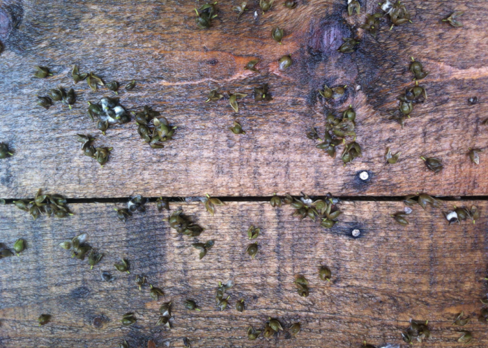cottonwood pods and new greenfields photographs