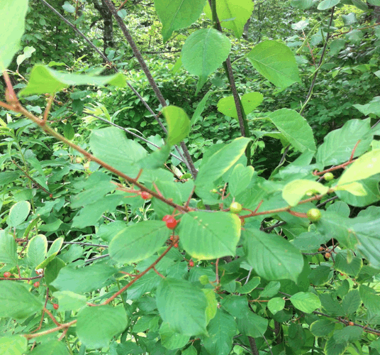 Buckthorn for ink